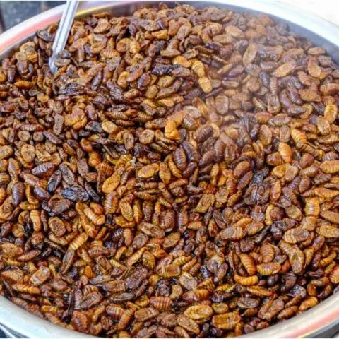 Korean Beondegi Recipe