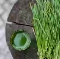 Wheatgrass juice
